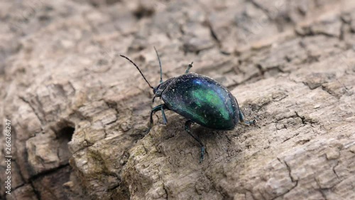 Wallpaper Mural Close up of a shiny green and blue beetle walking over a wooden underground in slow motion. Torontodigital.ca