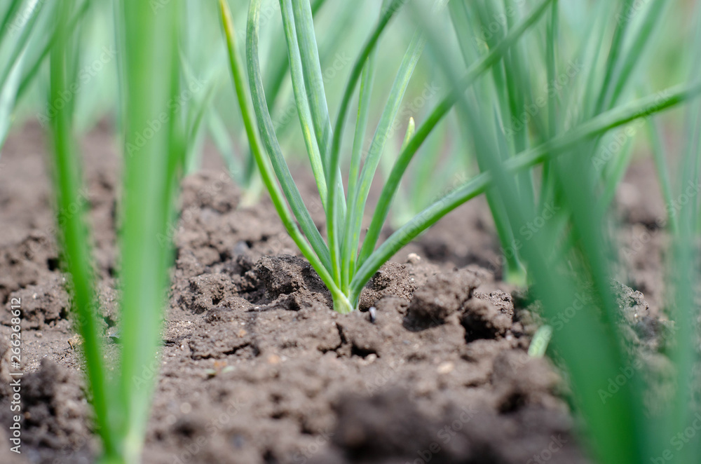 green young onion growing green young onion growing
