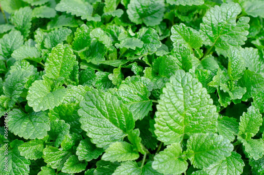 natural green leaves background natural green leaves background
