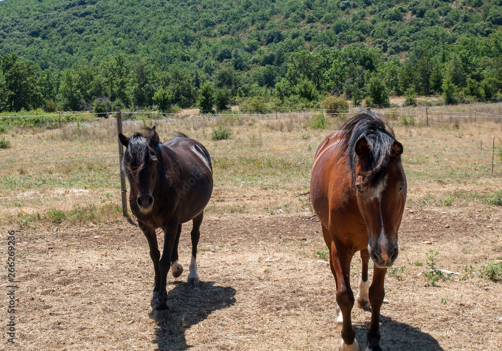 Fototapeta premium Two beautiful horses standing in the field in summer