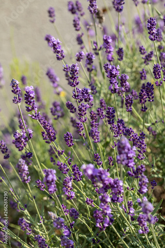  the blooming lavender flowers in Provence, near Sault, France © wjarek