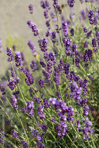  the blooming lavender flowers in Provence  near Sault  France