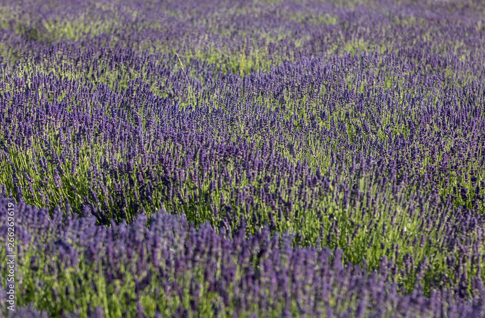 Naklejka premium the blooming lavender flowers in Provence, near Sault, France