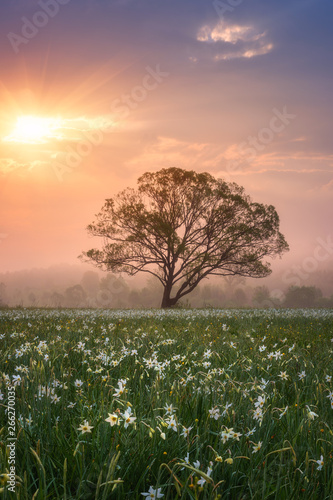 Amazing nature landscape with single tree and flowering meadow of white wild growing narcissus flowers in morning dew at sunrise. Daffodil valley, nature reserve near Khust, Transcarpathia, Ukraine