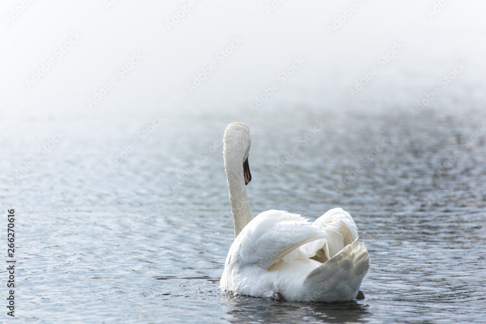 White swan swimming in the lake White swan swimming in the lake