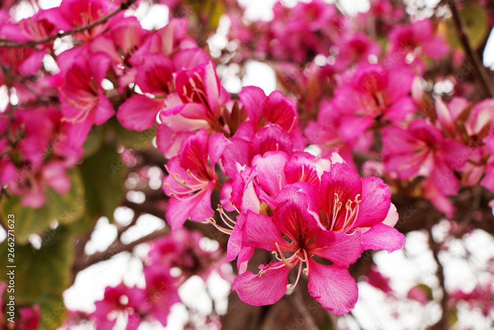 Beautiful red azalea blooming on the tree. Beautiful red azalea blooming on the tree.
