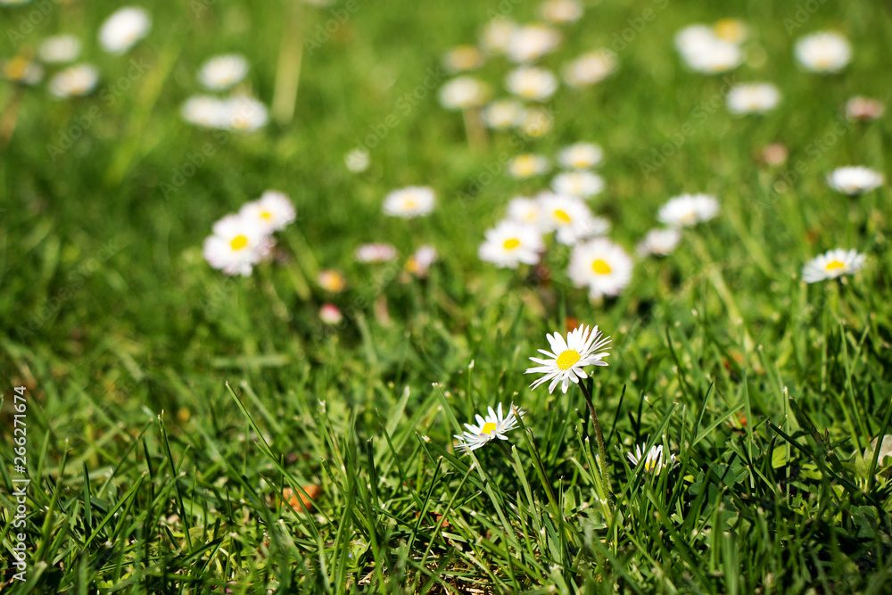 Chamomile blooming in the grass Chamomile blooming in the grass