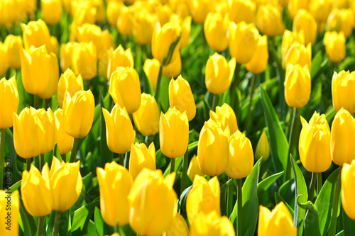 Fresh yellow tulips background wallpaper