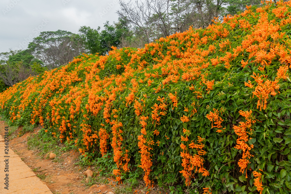 Pyrostegia venusta blossom at Tongluo Township