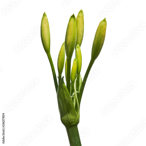 Close up - Bud of white flowers  White amaryllis flowers isolated on white background  with clipping path