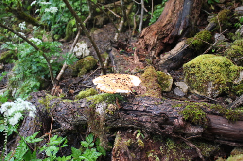 Polyporus tuberaster mushroom in the forest near Tara river