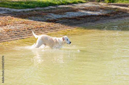 labrador is swimming