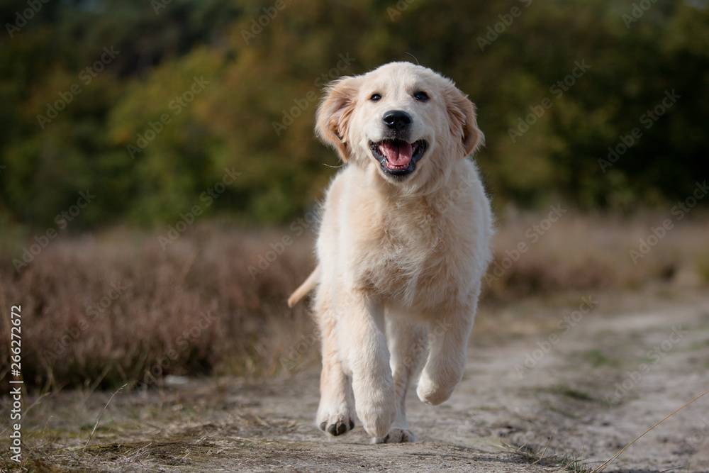 golden retriever in the field golden retriever in the field