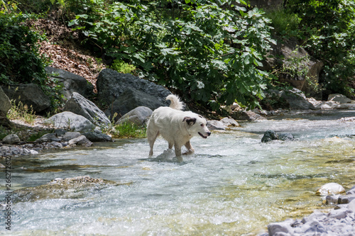 Loutra Pozar, Greece - June 28, 2014: A dog plays and bathes in a mountain river