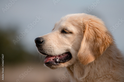 portrait of golden retriever in front of blue background © Charlotte