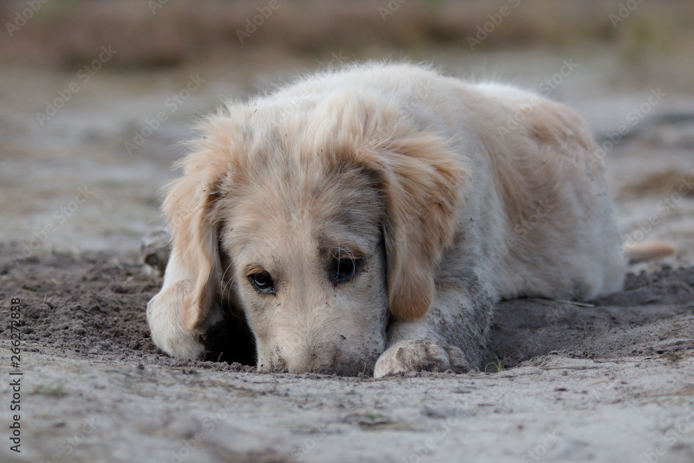golden retriever on beach digging golden retriever on beach digging