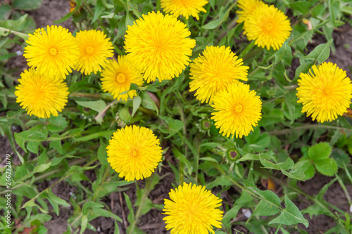 Top view of the group of the dandelion flowers