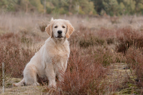 golden retriever in the heather field