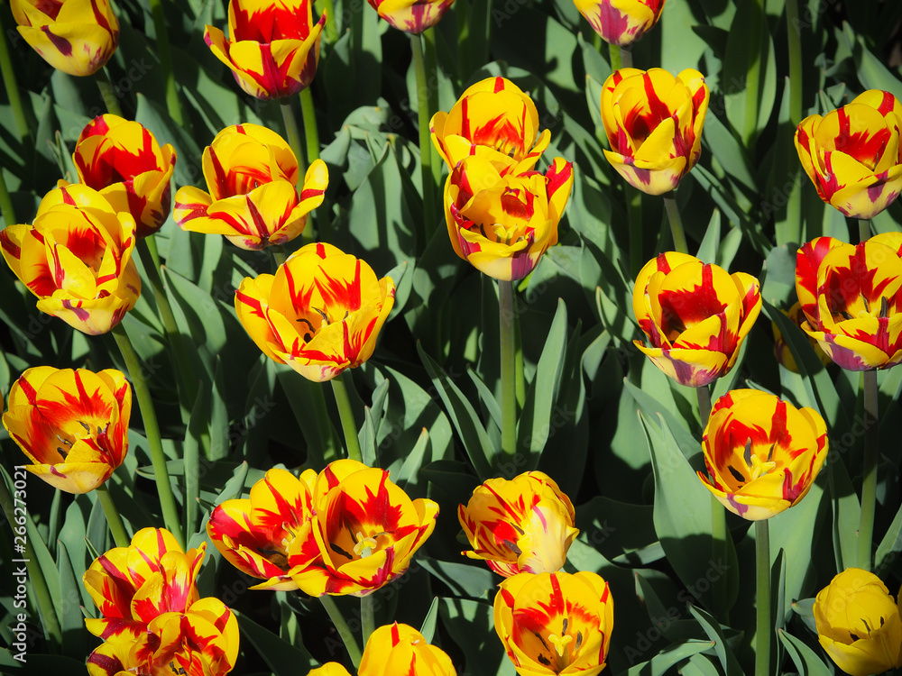 A lot of yellow-red tulips in the sunshine A lot of yellow-red tulips in the sunshine