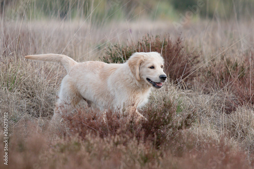 golden retriever running in field