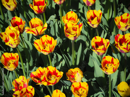 A lot of yellow-red tulips in the sunshine