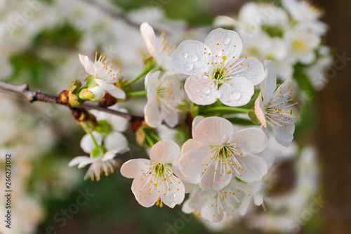 Branches of flowering cherry tree on blurred background at sunset