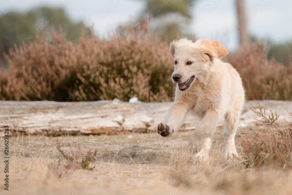 golden retriever on beach golden retriever on beach