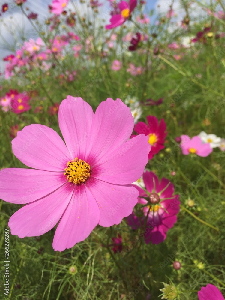 Cosmos Cosmos