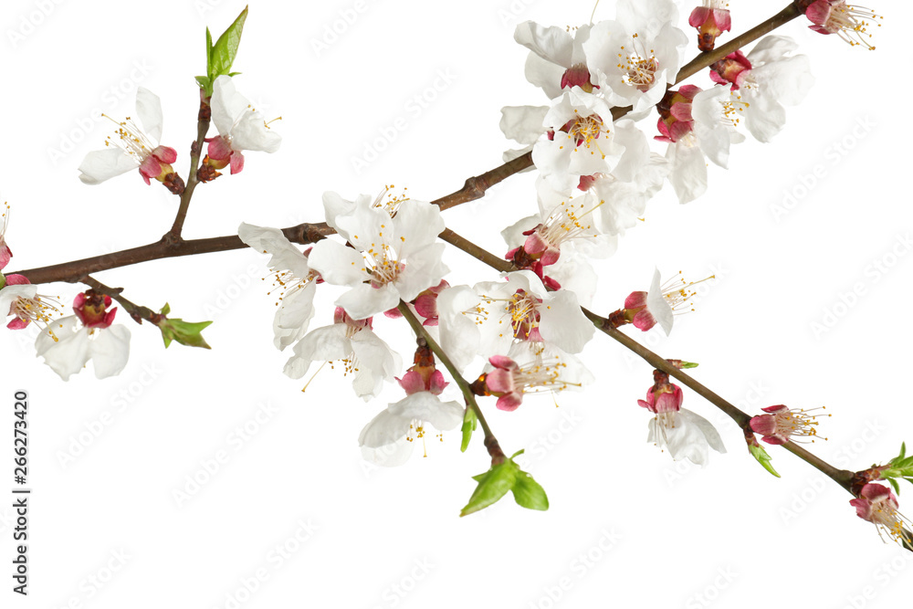 Beautiful blossoming branch on white background Beautiful blossoming branch on white background