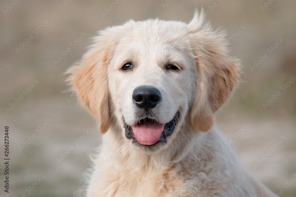 portrait of golden retriever in front of white background portrait of golden retriever in front of white background
