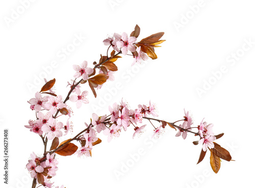 Beautiful blossoming branch on white background