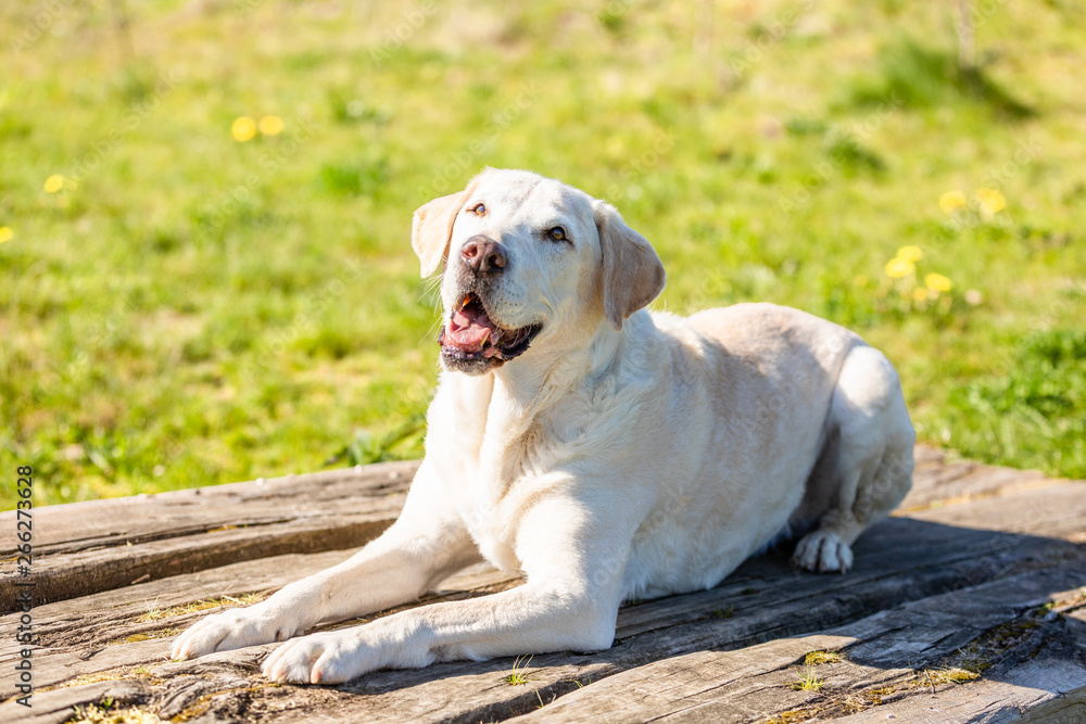 Labrador is lying on wood with grass background