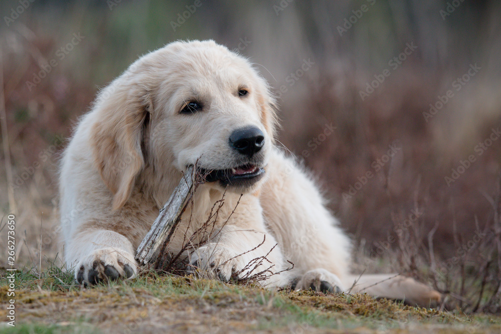portrait of golden retriever puppy chewing a stick portrait of golden retriever puppy chewing a stick