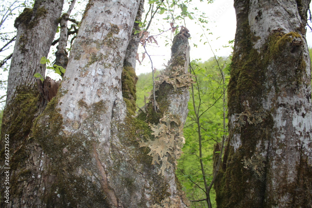 Obraz premium Old hives with moss and mushrooms near Tara river, Montenegro