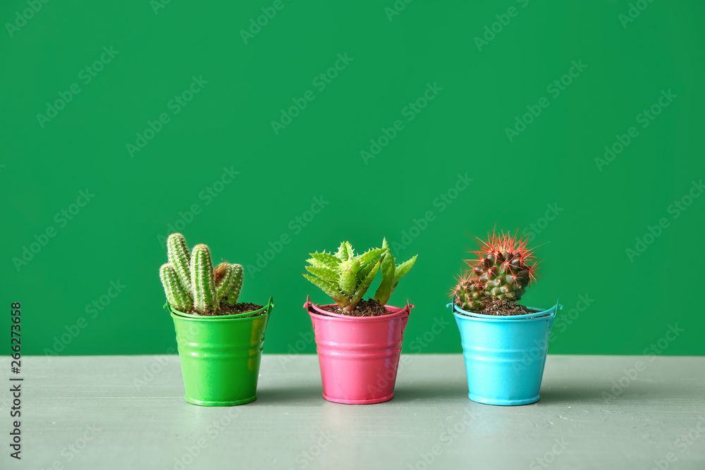 Pots with cacti and succulent on table against color background Pots with cacti and succulent on table against color background