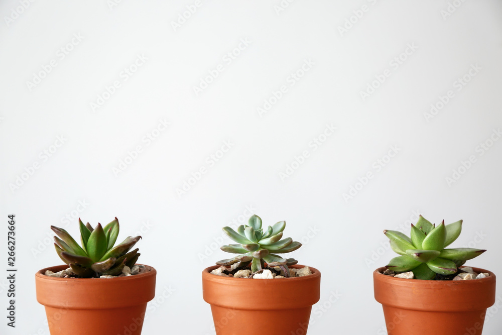 Pots with succulents on grey background