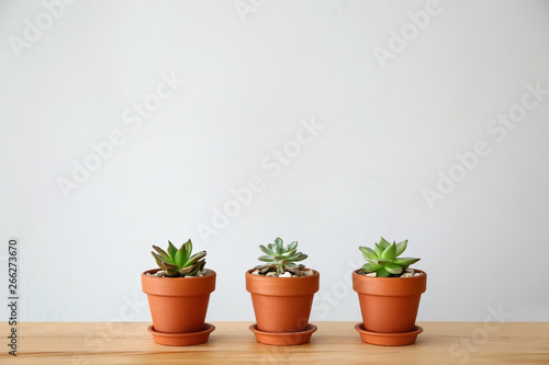 Pots with succulents on table against grey background