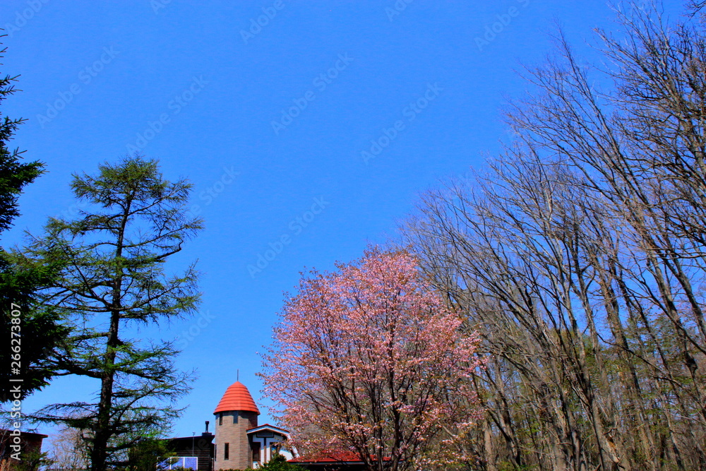 Fototapeta premium 桜の咲いている札幌の風景