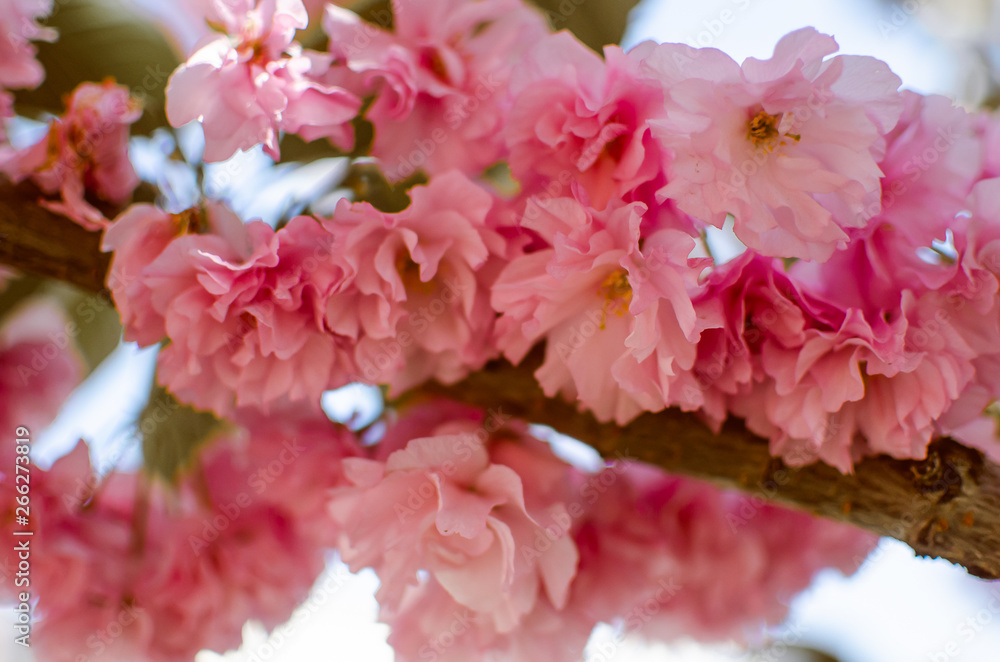 Sakura tree pink flowers bloom in the sun Sakura tree pink flowers bloom in the sun
