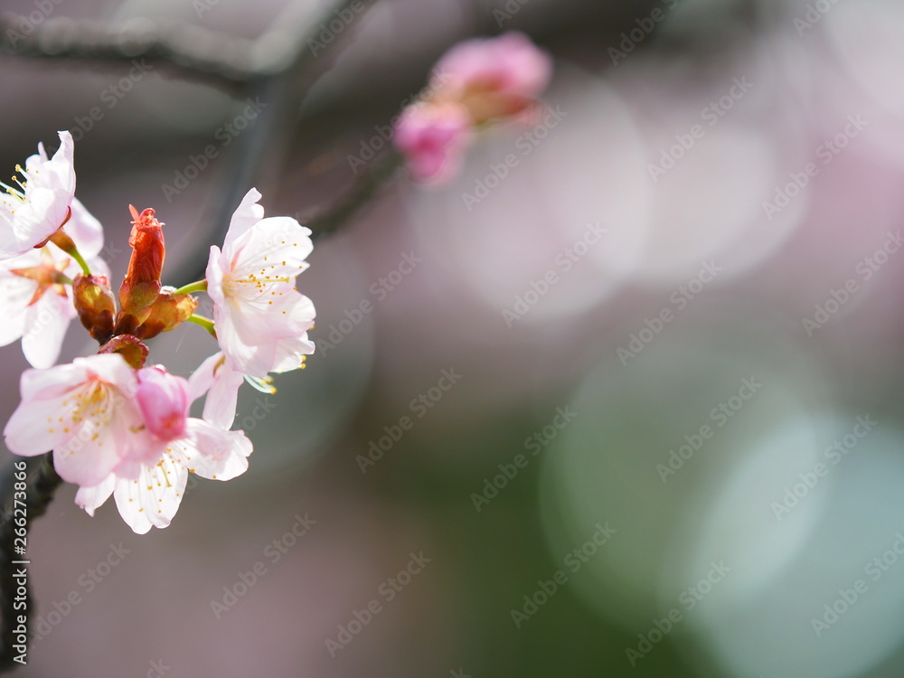 北海道の桜 エゾヤマザクラ 北海道の桜 エゾヤマザクラ