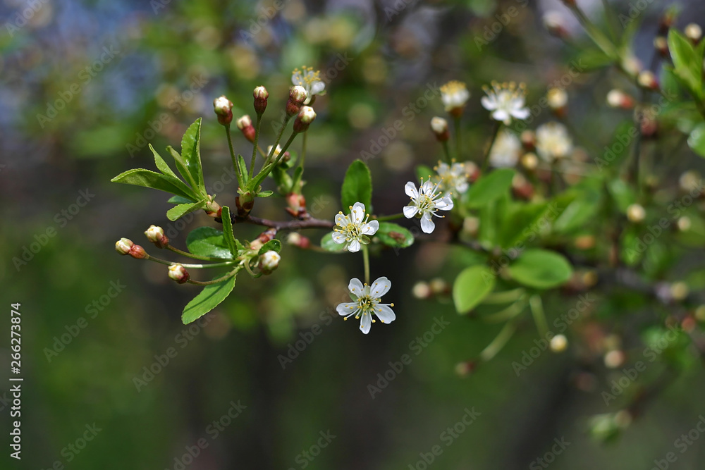 Naklejka premium cherry blossoms in spring