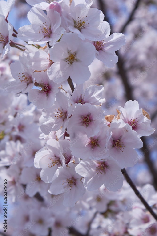 桜