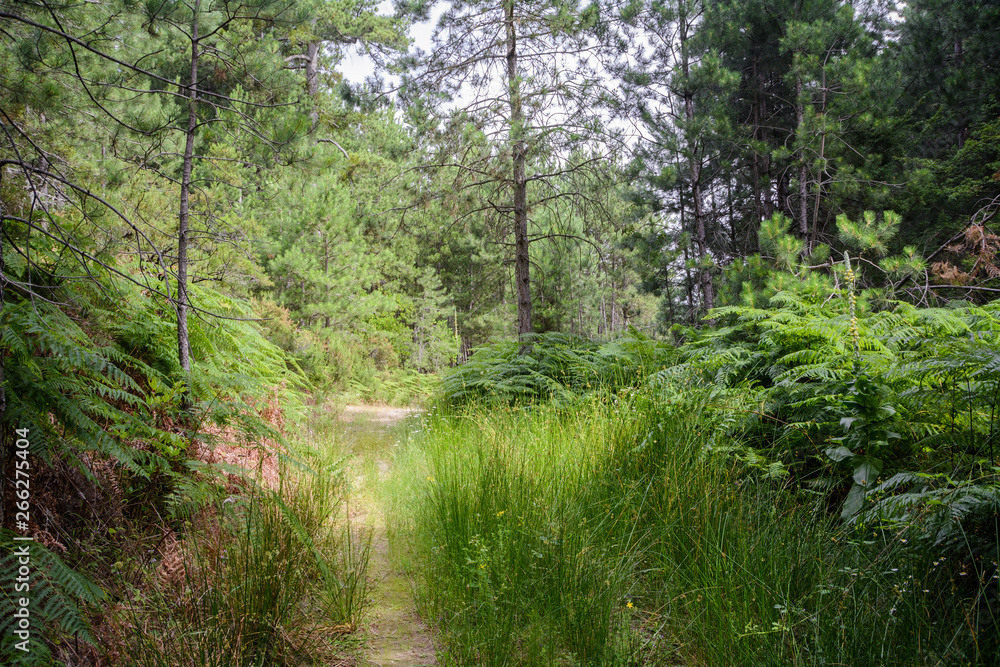 Fototapeta premium Sithonia, Chalkidiki, Greece - June 27, 2014: Path in the woods of northern Greece in summer sunny weather