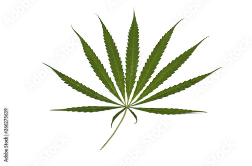 marijuana leaf isolated on white background. Growing medical marijuana.