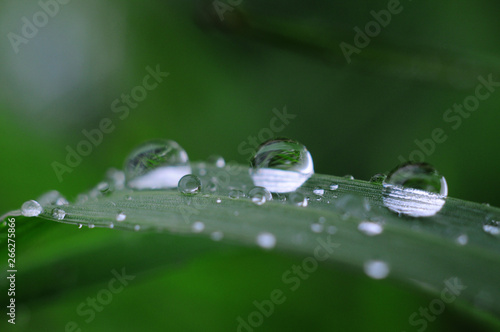 After rain water drops on green leave, sparkle of droplets on surface leaf. Natural background. Macro.