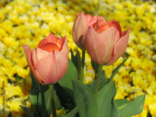 Orange tulips in the garden