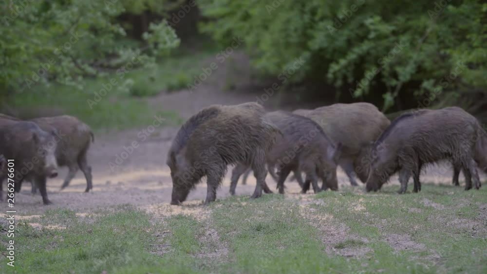 Wild hogs rooting int the forest Wild hogs rooting int the forest