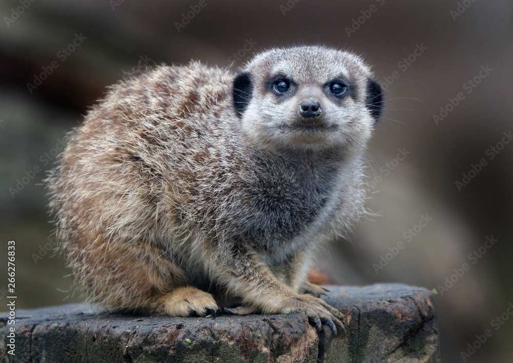 Obraz premium The meerkat or suricate is a small carnivoran belonging to the mongoose family. It is the only member of the genus Suricata.