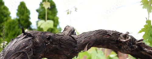 Hanging vine tree bark in the yard