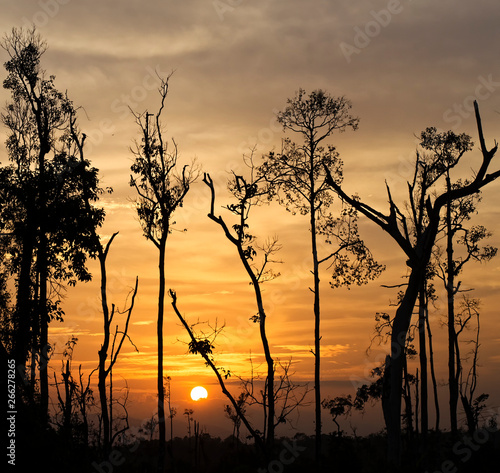 Trees on the background of a beautiful sunset in square shape